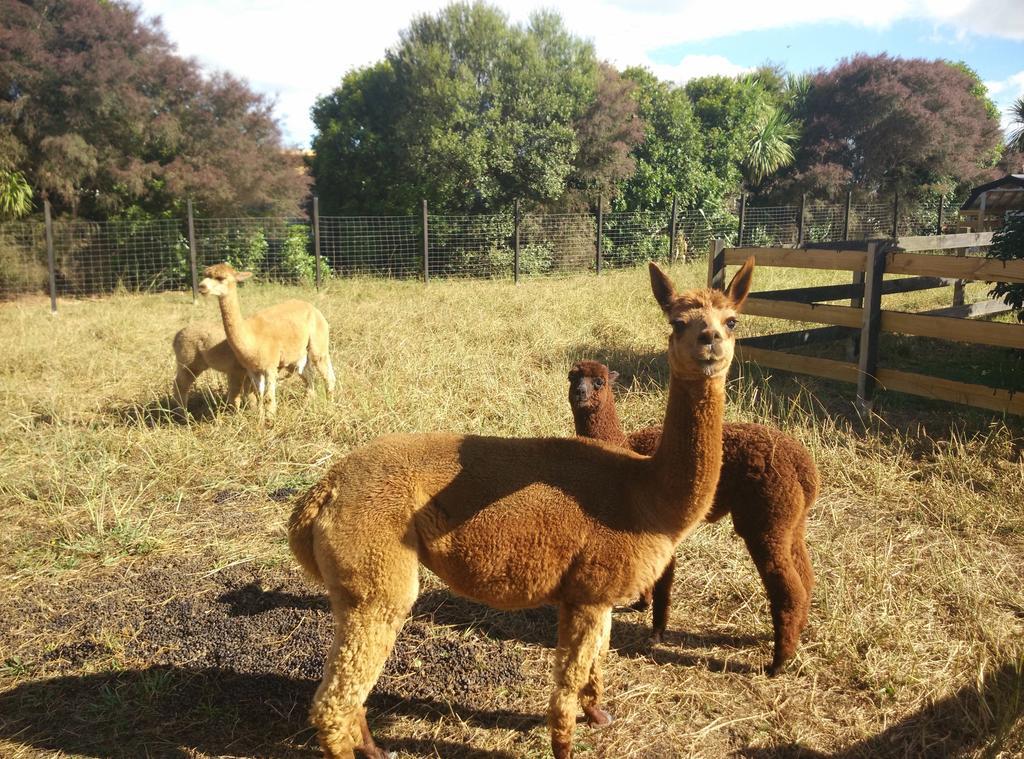 Отель Auckland Karaka Country Retreat Экстерьер фото